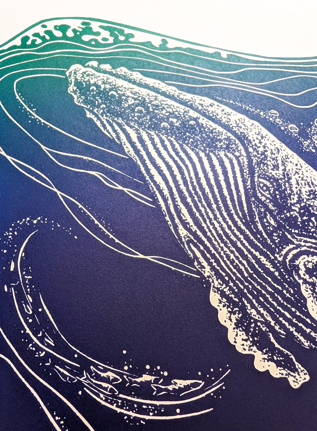 Humpback Whale