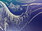 Humpback Whale