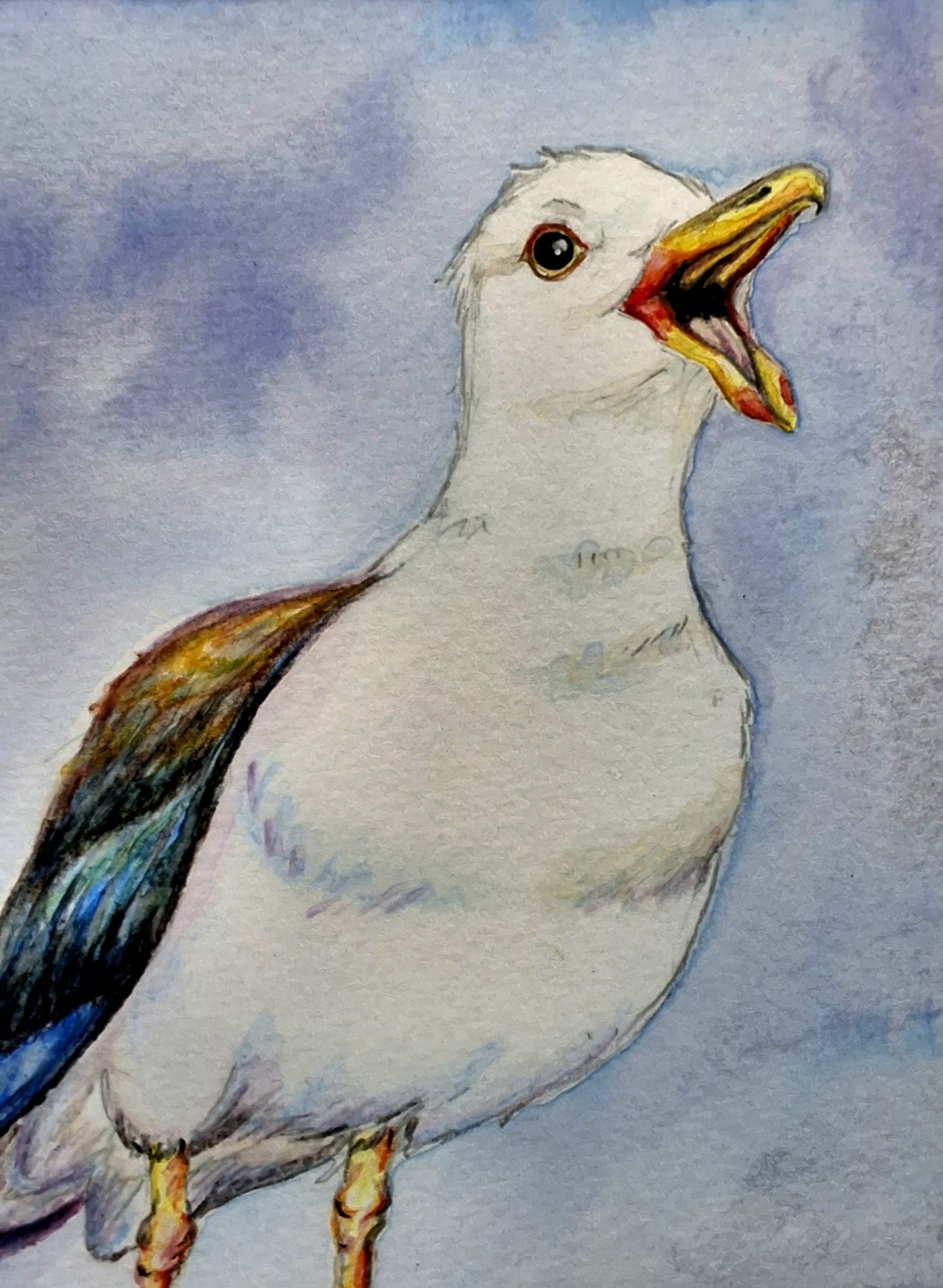 Rainbow Gull, The Loud One