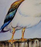 Rainbow Gull, The Loud One