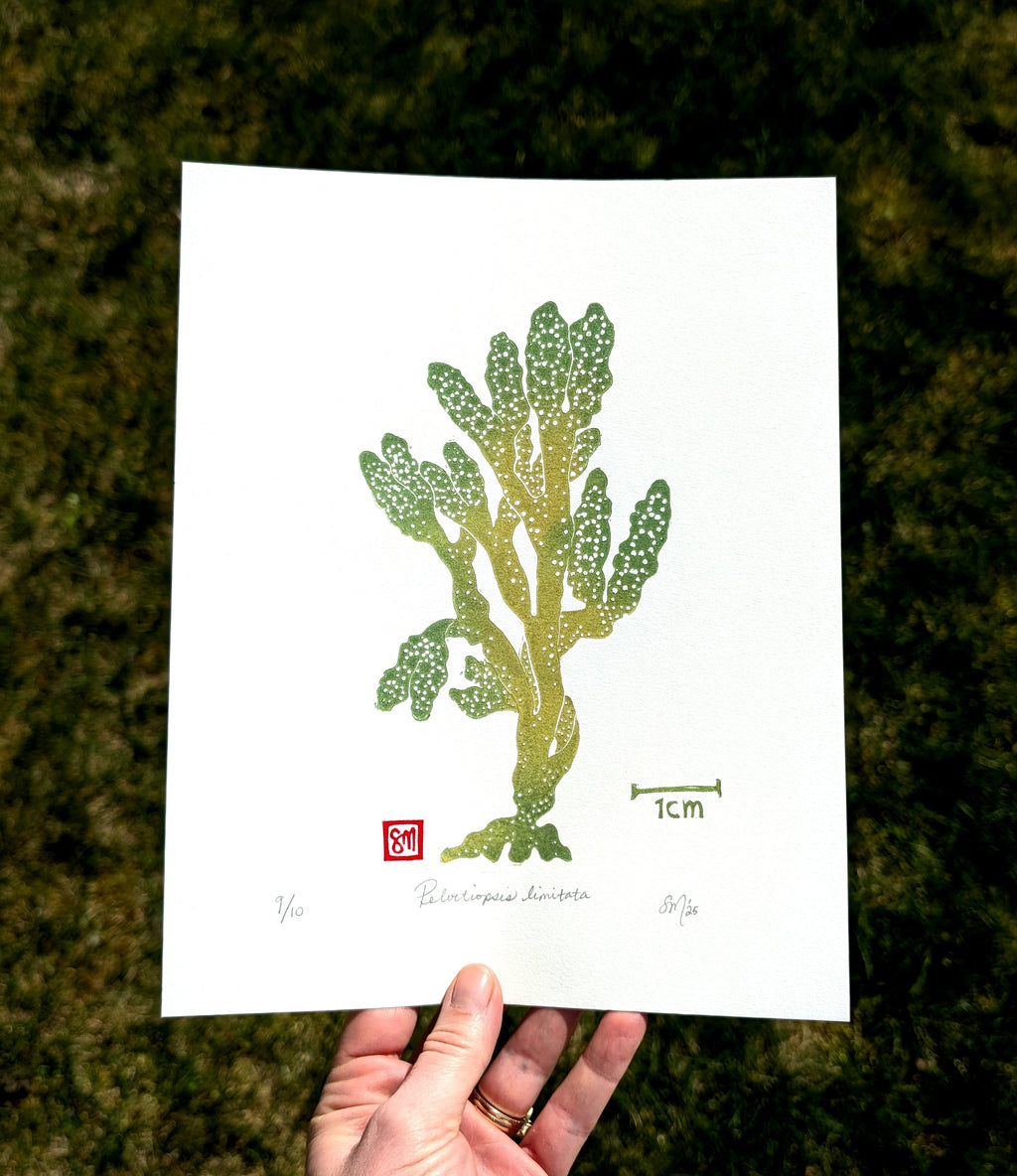 Pelvetiopsis limitata