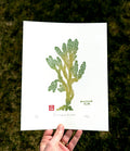 Pelvetiopsis limitata