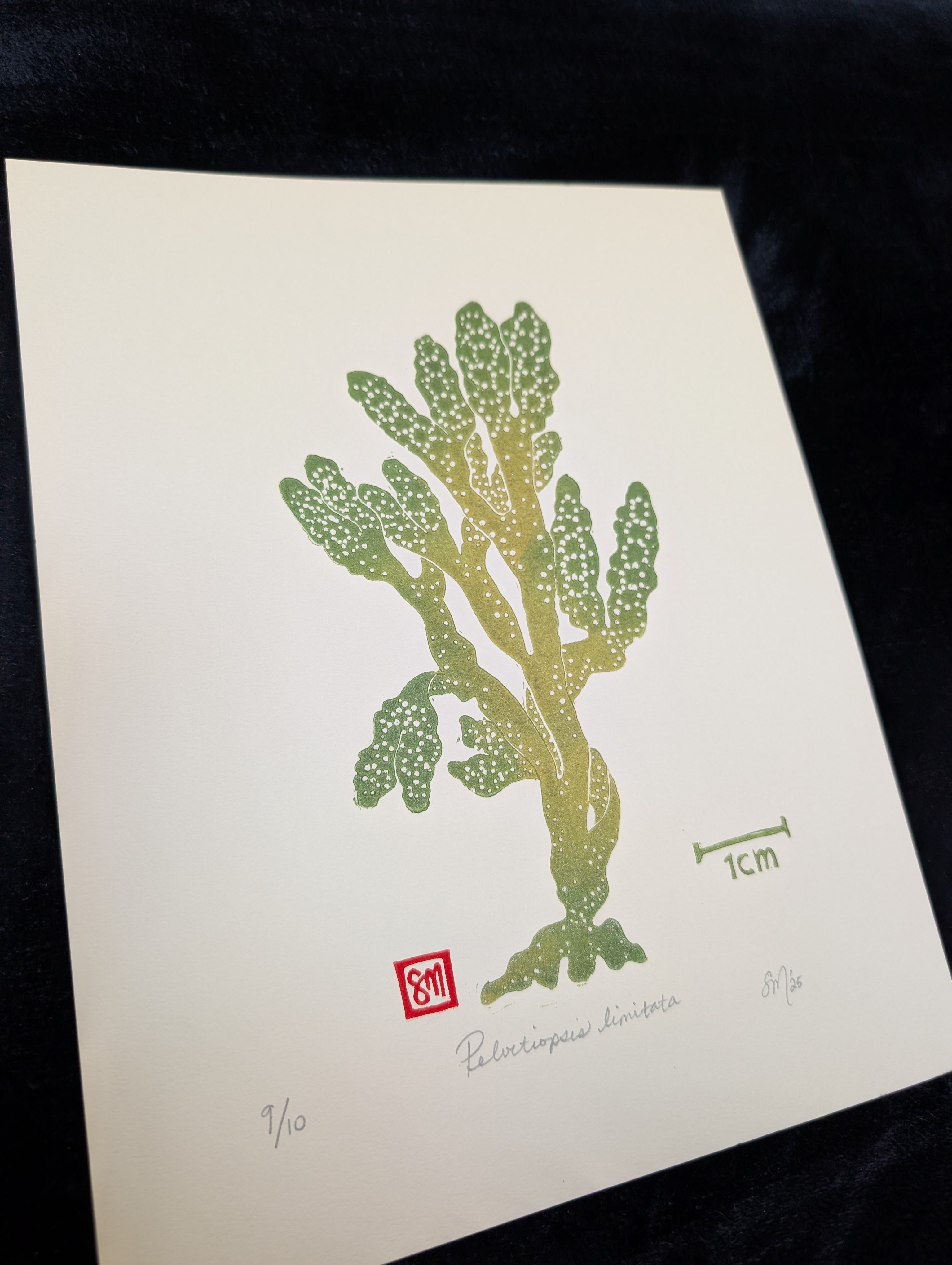 Pelvetiopsis limitata