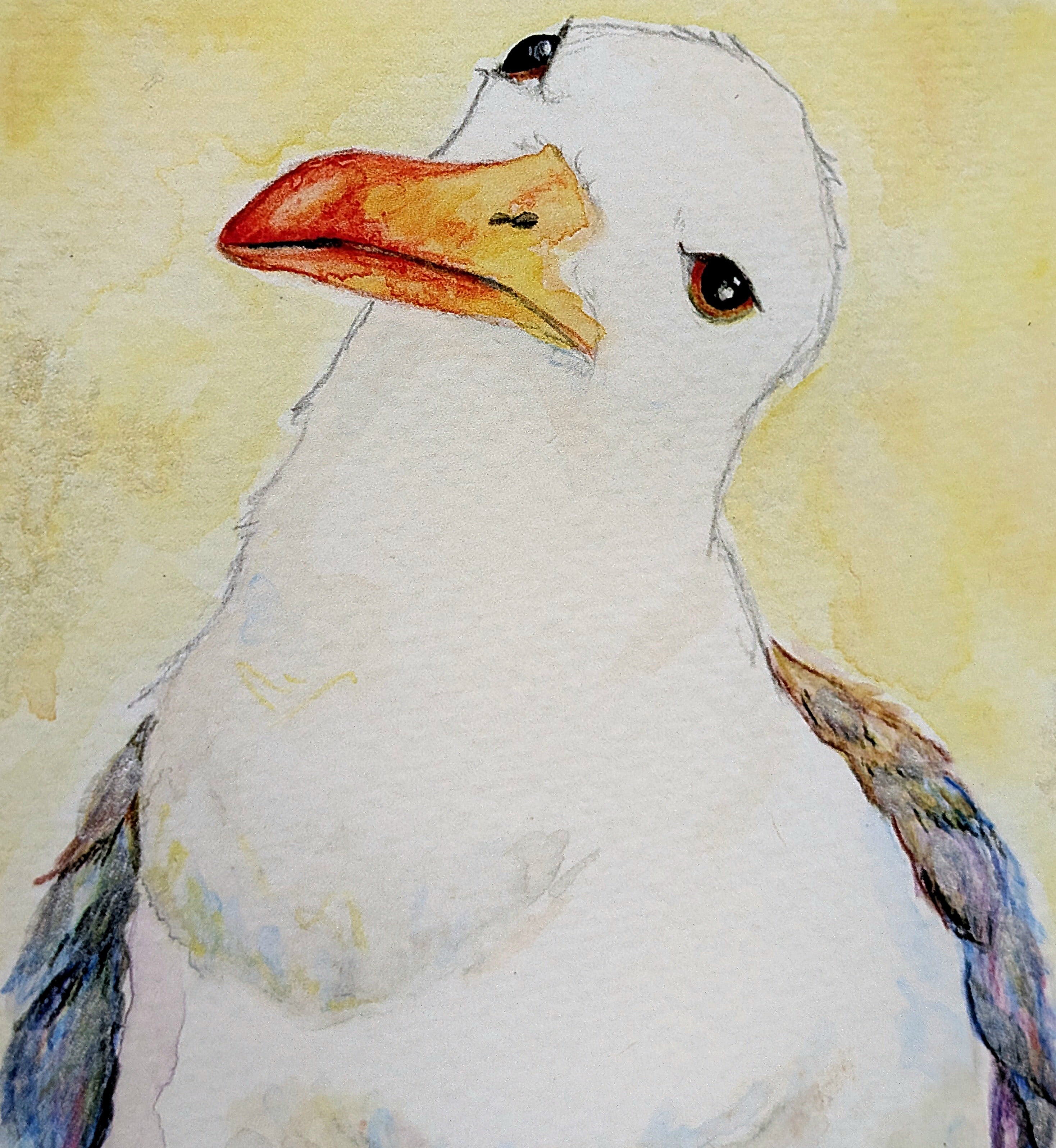 Rainbow Gull, The Judgemental One