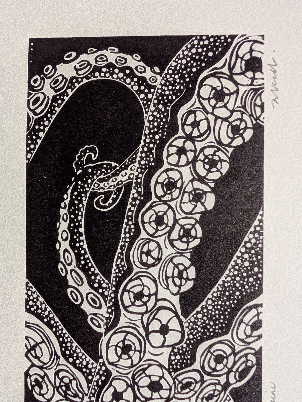 Enteroctopus dofleini