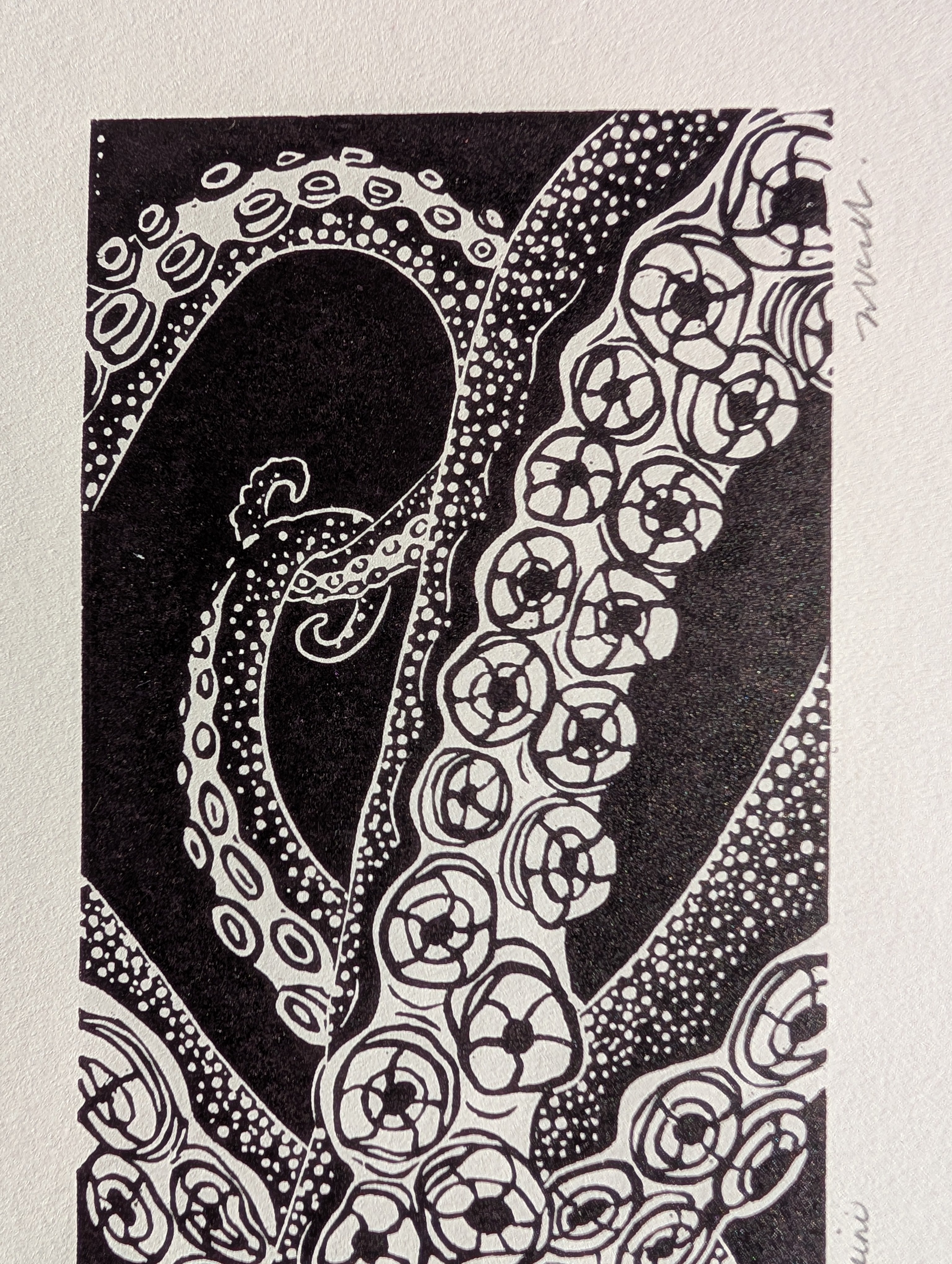 Enteroctopus dofleini